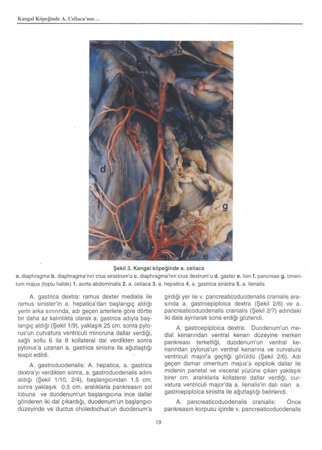 Kanga\ K ijpt'~i nd ~ A. C~Ii: l ca' liln...!?ekil 3. Kangal kopeginde a. celiaca a. diaphragma b. diaphr~gma'nln crus sinislrum'u c. diaphragma'nm crus dexlrum'u d. gaster e, lien f. pancreas g.