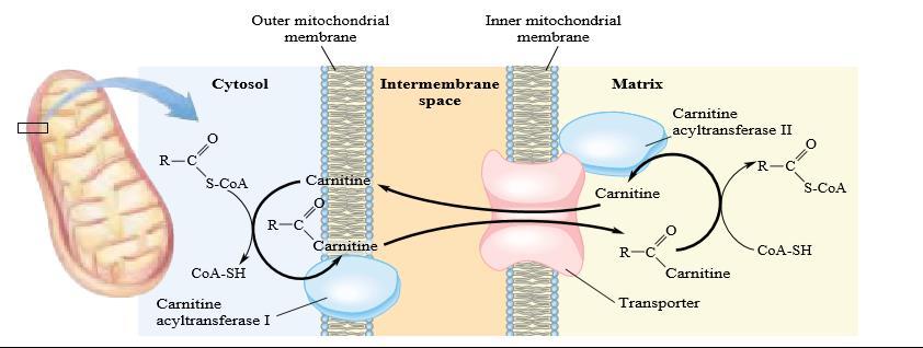 Yağ asiti, asil-karnitin karnitin taşıyıcı vasıtasıyla mitokondriye girer.