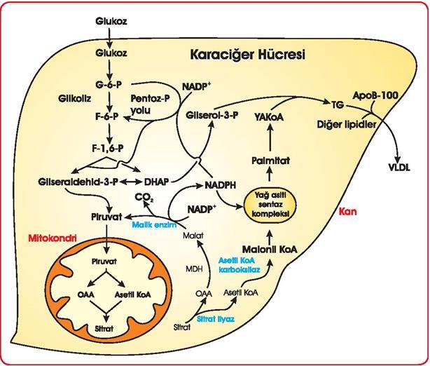 Glukozun yağasiti sentezi için asetil koa ya dönüşümü 1. Glukoz karaciğer hücrelerine girer, glikolizle piruvata çevrilir ve piruvat mitokondri içine geçer. 2.