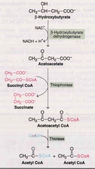 Keton cisimleri, asetoasetat ve β-hidroksibütirat, enerji kaynağı olarak fonksiyon görürler. Kanda yağ asiti düzeylerinin çok yükseldiği durumlarda başlıca karaciğer mitokondrisinde sentezlenirler.