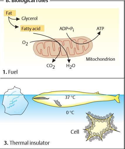 Lipidlerin Fonksiyonları Yüksek enerjili olmalarından dolayı enerji deposu olarak iş görür ve metabolik