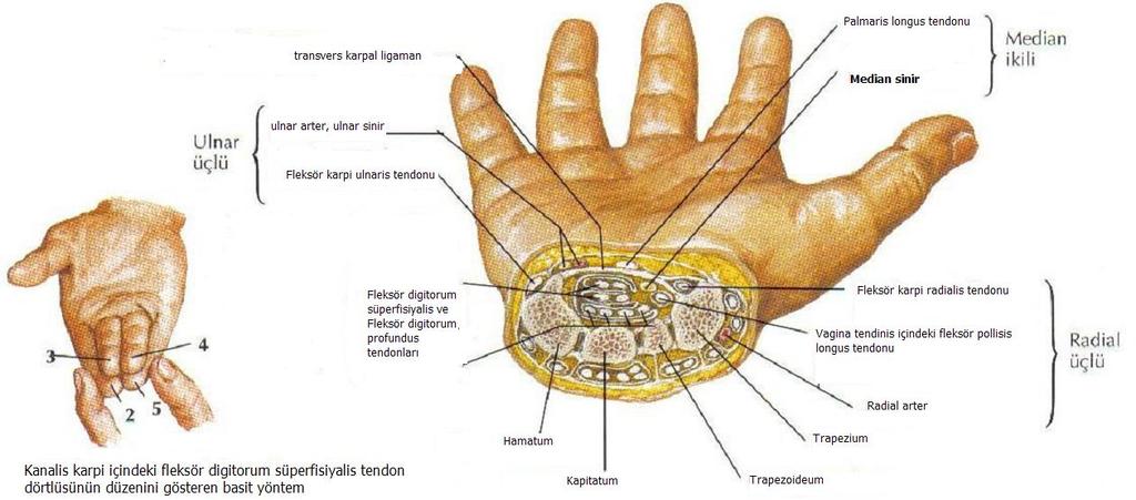 triquetrum ile pisiform kemik oluştururken; radial taraftaki sınırını skafoid, trapezium ve fleksör karpi radialisin üzerindeki fasiyal septum oluşturmaktadır.