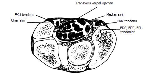Karpal tünelin içinden median sinirle birlikte 4 fleksör digitorum süperfisiyalis (FDS) tendonu, 4 fleksör digitorum profundus (FDP) tendonu ve 1 fleksör pollisis longus (FPL) tendonu olmak üzere 9
