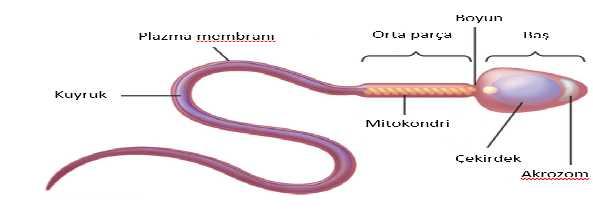 Spermatogenezis için skrotum içindeki sıcaklığın normal vücut sıcaklığının 2-4ºC altında olması gereklidir.