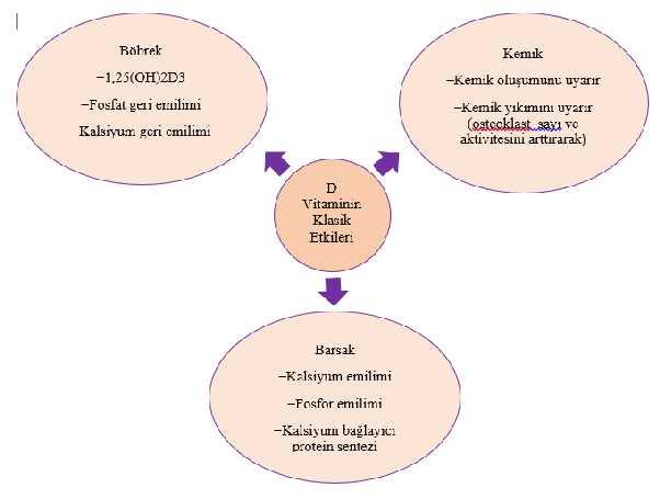 2.5.2. D VİTAMİNİNİN ETKİ MEKANİZMASI D vitamini; iskelet sistemi, paratiroit bezi, üreme organları gibi çeşitli dokularda biyolojik etkisini D vitamini reseptörü (VDR) üzerinden gösterir.