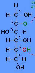 Mutlak konfigürasyon Glukozun formları Optikçe aktif monosakkaritlerin mutlak konfigürasyonun bulunması için Gliseraldehit referans madde seçilir Asimetrik karbon atomuna bağlı O solda ise L, sağda