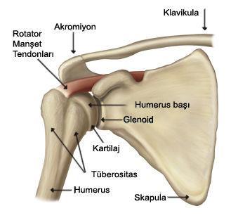 3 2. GENEL BİLGİLER Üst ekstremiteyi gövdeye bağlayan skapula ve klavikula ile birlikte kol iskeletini yapan humerus omuz eklemini oluşturan kemiklerdir (Şekil 2.1). 2.1. Anatomi Şekil 2.1. Omuz Eklemi 2.