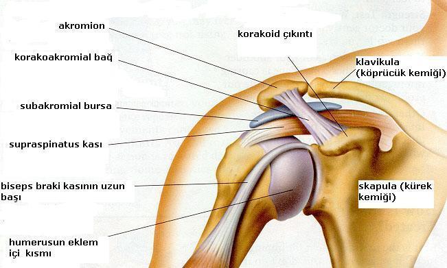 6 üstünde gerçekleşir. Bu nedenle kolun elevasyonu sırasında GHE yüzeyinde büyük bir kısmında rotasyon hareketi oluşur (28