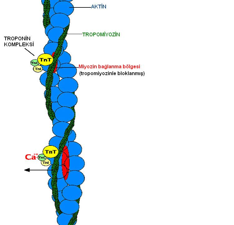 Sarkoplazmik retikulumdan sarkoplazmaya dökülen kalsiyum, TroponinC ye bağlanır.