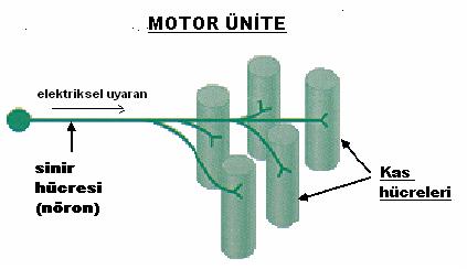 Motor ünite Bir nöron ve bu nöronun uyardığı