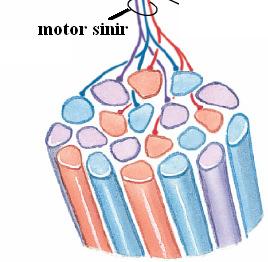 Bir kası oluşturan motor üniteler Bir motor sinir, çok sayıda sinir hücresinden oluşur.