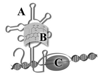 A riboswitch (A) binds to its target molecule