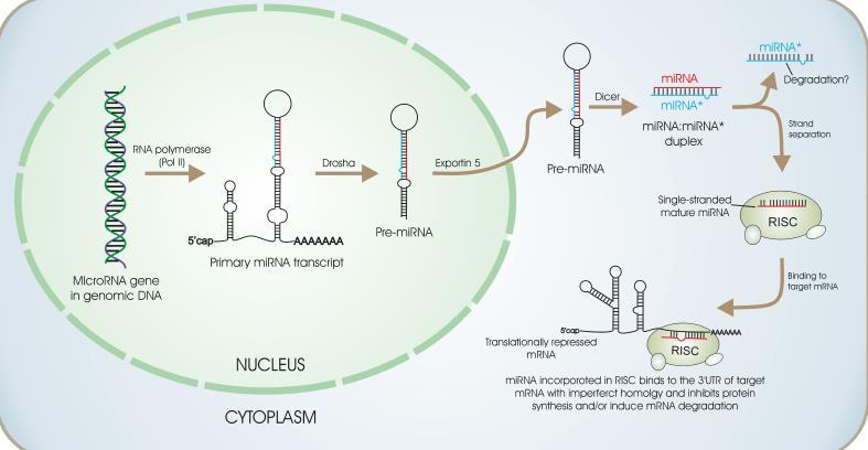 mirna ların Sentezi Dizilerin ayrılması Tek zincirli matur mirna Genomik DNA da mirna geni Translasyonu baskılanmış mrna RISC içinde