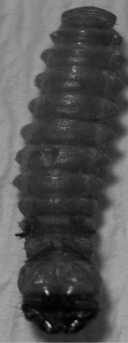 143 a b c d ekil 3. Kaydedilen böcek larvaları: a: Pimelia sp. b:muscidae, c: Elater sp.