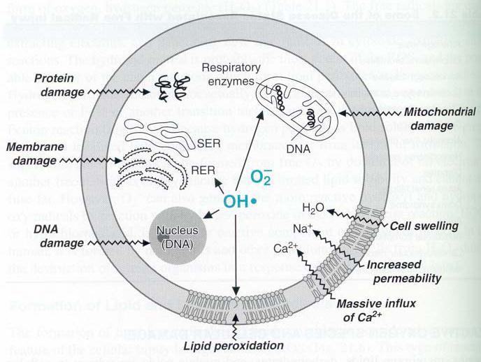 26 2.10.3. Serbest Radikallerin Etkileri Serbest radikaller hücrelerin lipid, protein, DNA, karbonhidrat ve enzim gibi tüm önemli bileşiklerine etki ederler.