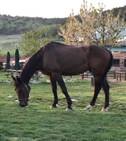 On bin metrekare arazi üzerine kurulu Tabiat tesislerinde bir pony maneji, bir kapalı manej ve yapımına devam edilen 2400