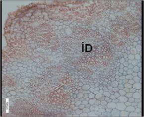 kambiyum hücreleri Bar = 50 µm D.