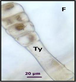 kambiyum hücreleri Bar = 20 µm D.
