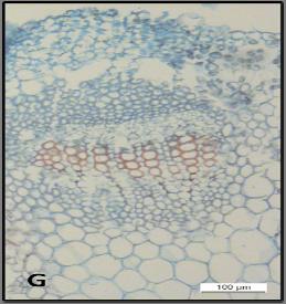 µm E. Gövdede klorenkima hücreleri ve