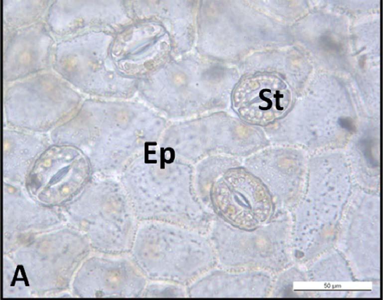 Gövdenin en dışında tek sıra halinde yer alan epidermis hücreleri ince çeperli, dikdörtgenimsi şekildedir ve epidermisin altında bir 4-5 sıra halinde kollenkima hücreleri yer