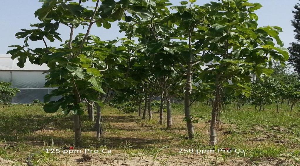 20 Şekil 3.2. 125 ve 250 ppm Pro Ca grubu incir ağaçları Aynı şekilde 250 ppm Pro-Ca (U3) grubu fidanlara, 2012 ve 2013 yıllarında her vegetasyon döneminde 2 defa olacak şekilde 250 ppm Pro-Ca