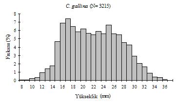 Journal of FisheriesSciences.com Çolakoğlu ve Tokaç, (1): 7-1 (1) Frekans (%) 3 3 1 1 D. trunculus (N= 1) 1 3 7 9 1 (d) Şekil. C. gallina ve D.