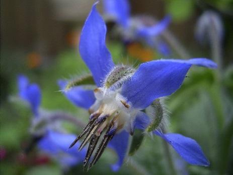 Çeşitlenme Boraginaceae Anchusa Borago Echium Üç