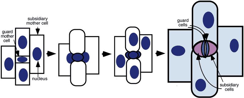 Stoma Farklılaşması 3