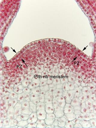 Gövdede Büyüme - Apikal meristemler-yaprak primordiyumları - Tunika-antiklinal Tunika - Gövde, yaprak, epiderma -