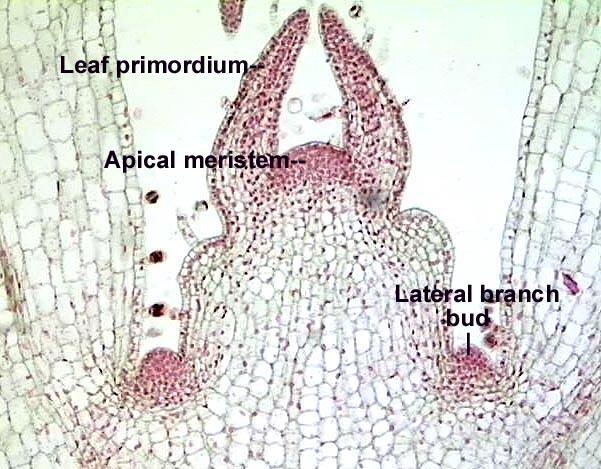 Fillotaksi YAPRAK PRİMORDİYUMLARI Nod-internod İnterkalar