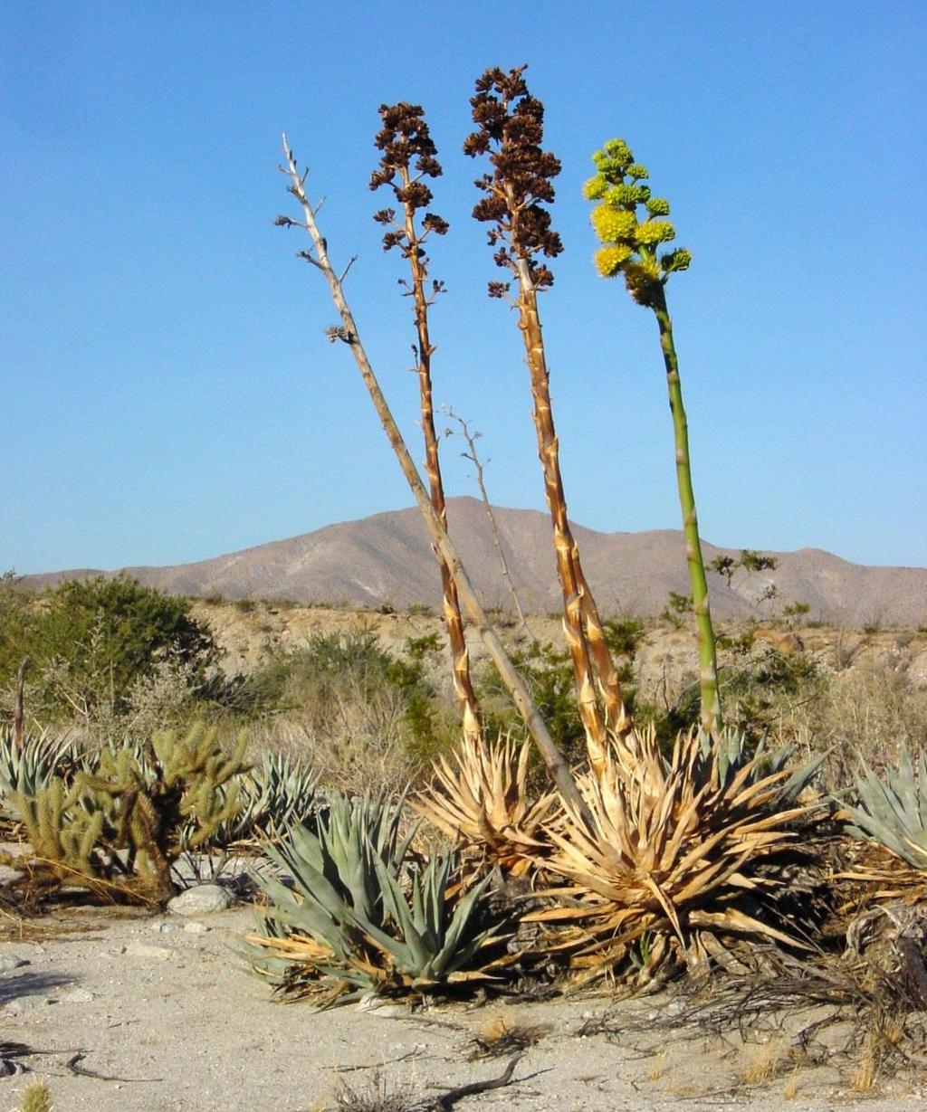 Agave de