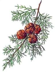 Familya: Cupressaceae Cins: Cupressus (Servi) Yapraklar koyu yeşil, pulsu, karşılıklı ve imbrikat dizilişte Kozalaklar odunlu, küremsi, pullar peltat (kalkan gibi) ve 8-14 tane Çok sayıda kanatlı