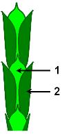 pyramidalis Familya: Cupressaceae Cins: Thuja (Mazı) Dallar aynı düzlemde, yelpaze gibi Kozalakları odunlu, kozalak pulları geriye doğru kıvrık ve mahmuzlu Amerika bitkisi, park ve bahçelerde kültür