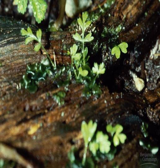 Sporophyte Sorus: