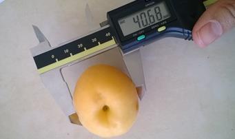 21. Meyvede en-boy-yükseklik ölçümü Ortalama meyve ağırlığı (g): Hassasiyeti