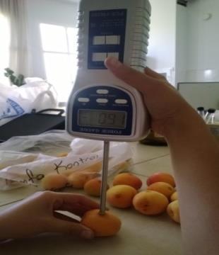 Meyve eti sertliği (kg/cm 3 ) : Erik ve kayısı meyvelerinde meyve eti sertliğini