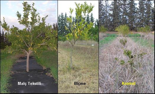 Şekil 12 Uygulamaların kültür bitkisinin yaprak alanındaki artışa etkisi Şekil 13 Malç tekstili, biçme ve yabancı otlu kontrol uygulamalarında aynı yaştaki mandalina ağaçlarının gelişmesine etkisi