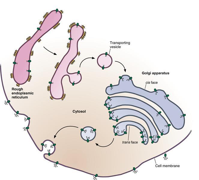 Hücre zarındaki glikoproteinler ER da sentezlenir daha sonra golgi vezikülleri halinde taşınarak hücre yüzeyinde modifiye edilir.