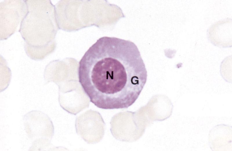 Ökaryot hücre: Çekirdek ve sitoplazmadan oluşan genetik