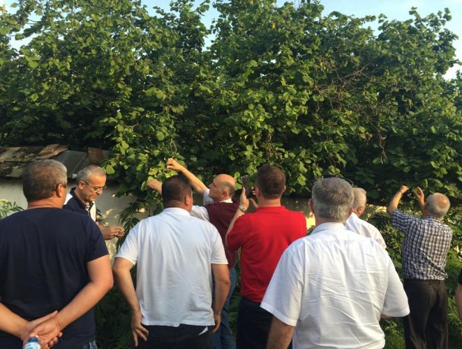 Adı geçen bölgelerdeki fındık bahçelerinde yapılan incelemelerde; -Eski bahçelerin genel olarak bakımsız, ocaktaki dal sayısının aşırı derecede fazla olduğu, bu nedenle budama ve gübreleme