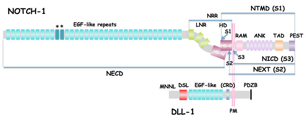 Notch/Delta Yolağı ve Kanser Notch sinyal yolunun anormal ifade edildiği kanser türlerinde bu sinyal yolunu hedefleyen