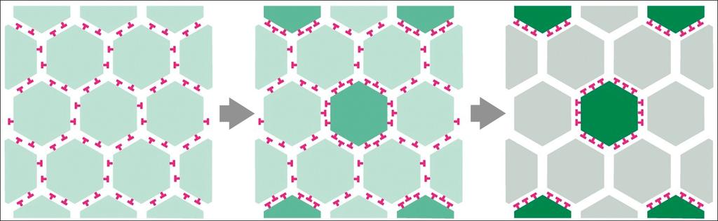 Notch/Delta Yolağı Farede embriyonik letaldir. İmmün sistem ve daha birçok sistem üzerinde etkisi var. Notch da görülen problemler doğum anomalilerine yol açar.