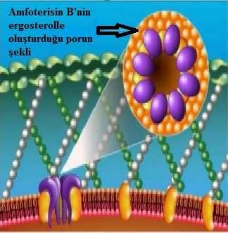 (Ellis 2002). Şekil 1.5. Hücre membran geçirgenliğini bozan (Amfoterisin B) antibiyotiklerin etki mekanizması.