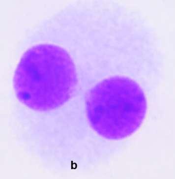 N3 N4 n : 3 nukleuslu hücre sayısı : 4 nukleuslu hücre sayısı : Toplam hücre sayısı Şekil 3.1. Bir (a), iki (b), üç (c) ve dört (d) nükleuslu hücreler 3.3.2.
