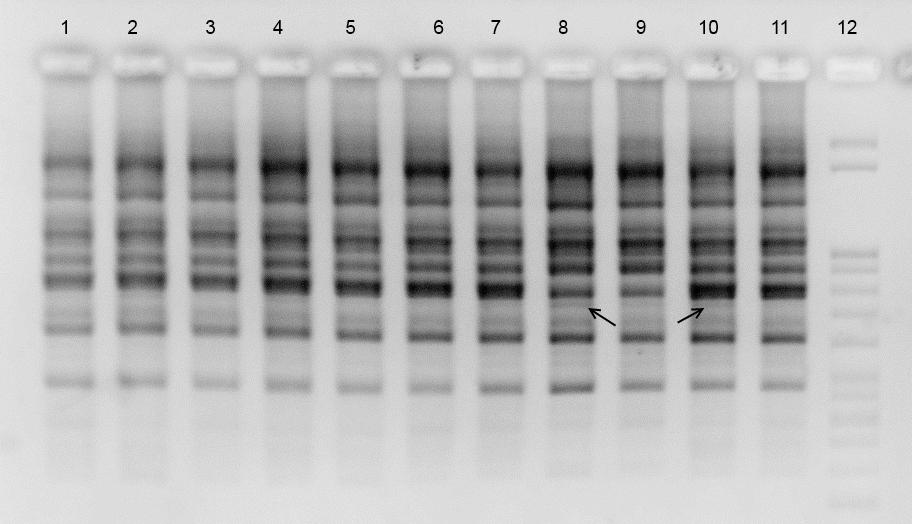 Şekil 4.6. Bayan birey DNA sının band profilleri (PM6). 1: Kontrol, 2: EMS 0.2 µg/ml 24 h; 3: SA 2 µg/ml 24 h; 4: DRP 100 µg/ml 24 h; 5: DRP 200 µg/ml 24 h; 6: DRP 400 µg/ml 24 h; 7: EMS 0.