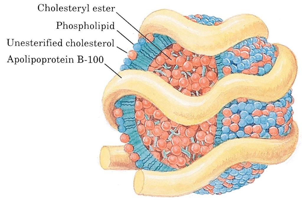 Lipidlerin Taşınması: Özet 3 Lipidler lipoprotein kompleksleri halinde taşınır Kolesteril ester Fosfolipid Esterleşmemiş