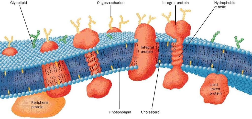 Membran lipidlerinin ve steroidlerin Biyosentezi