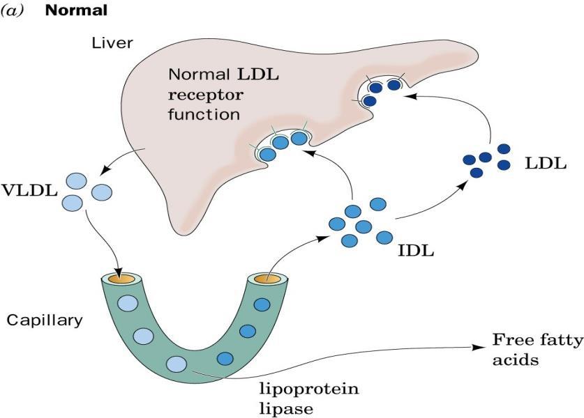 LDLreseptör aktivitesi kolesterol homeostazi