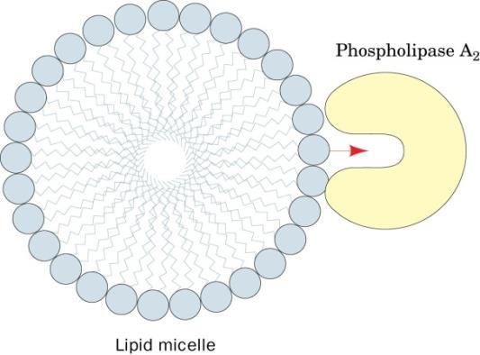 Lipid misel interfacial aktivasyon : Enzim sadece miseller