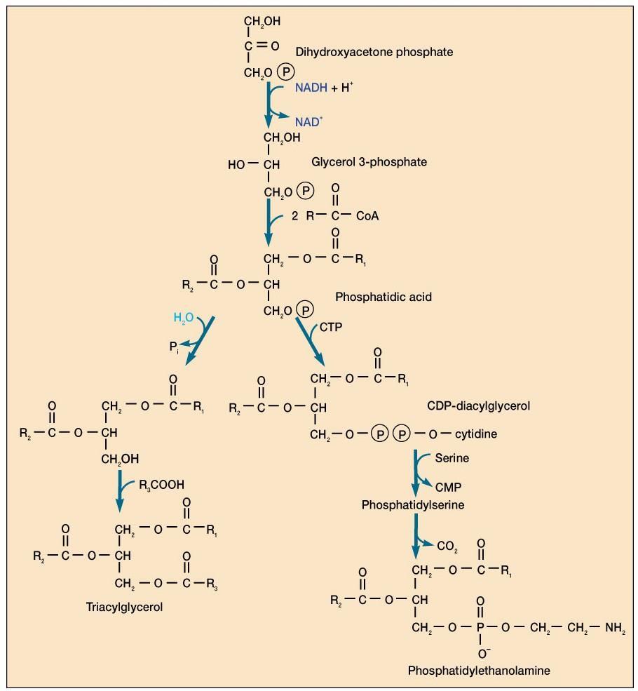 Triakilgliseroller ve Fosfolipidler 8.